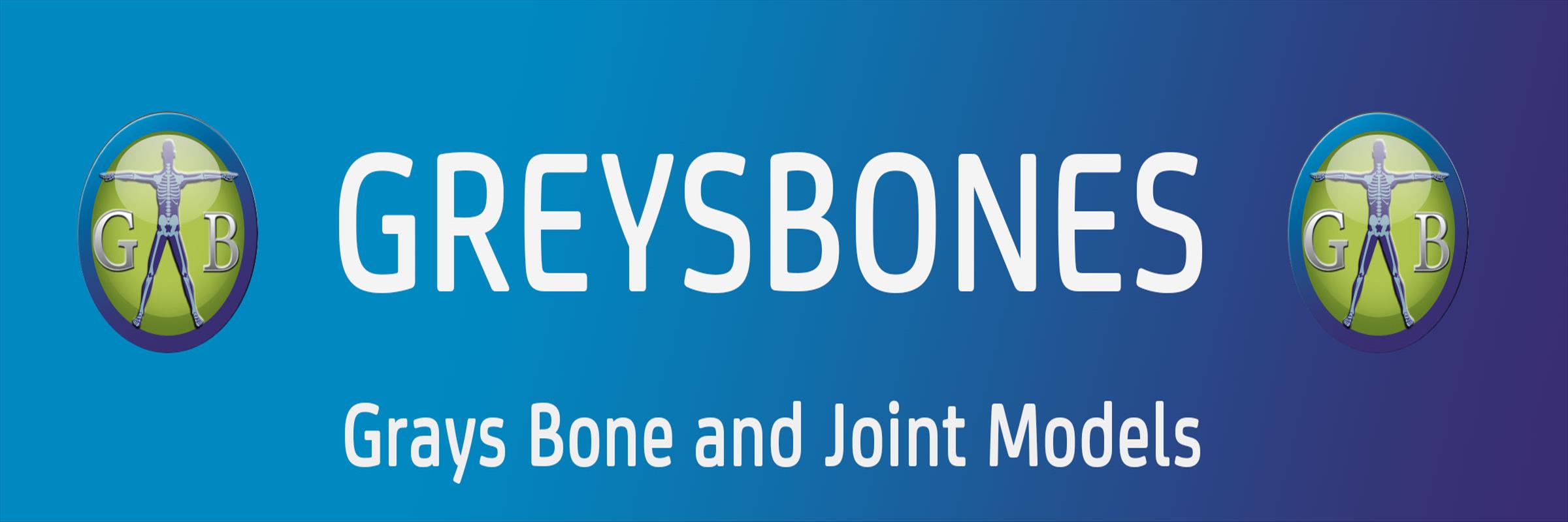 Grays Bone and Joint Models  - image